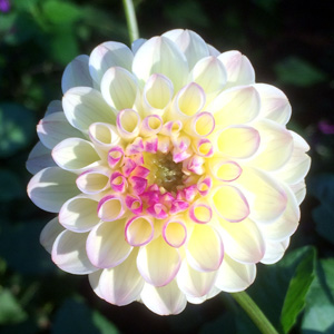 Dahlia (Asteraceae) 'Crissie' 大理花