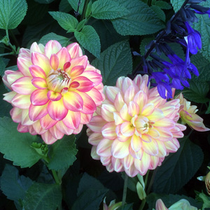 Dahlia 大理花