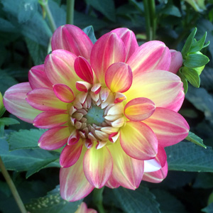 Dahlia (Asteraceae) 'Nepos' 大理花