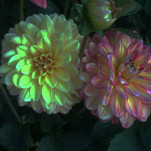 Dahlia 大理花