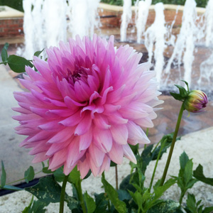 Dahlia 大理花