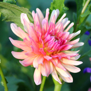 Dahlia 大理花