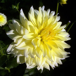 Dahlia (Asteraceae) 'Wyns Farmer John' 大理花