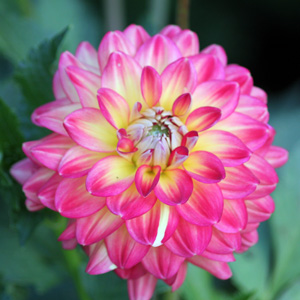 Dahlia (Asteraceae) 'Nepos' 大理花