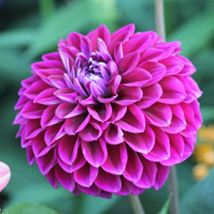 Dahlia (Asteraceae) 'Formby Perfection' 大理花