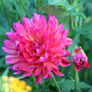 Dahlia 大理花