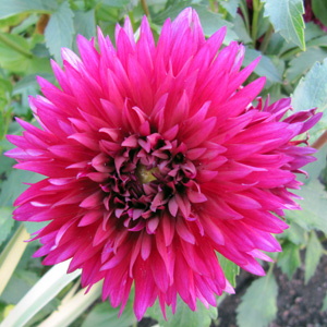 Dark pink dahlia