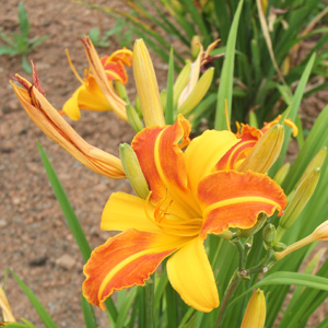 Daylily (Hemerocallis fulva) 金針花