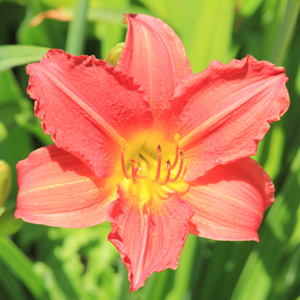 Daylily (Hemerocallis fulva) 金針花