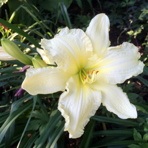 Daylily (Hemerocallis) 金針花