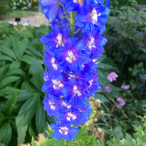 Larkspur (Delphinium) 飛燕草