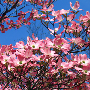 Dogwood (Cornus) 山茱萸 - A family trip in Williamsburg, Virginia. Beautiful pink dogwood flowers were blooming in Colonial Williamsburg historic site.