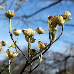 Dogwood (Cornus) 山茱萸 - Walking with our Korean friend inside the Japanese garden of Missouri botanical garden in St. Louis. This is how dogwood flowers look like before leaves come out in early April.