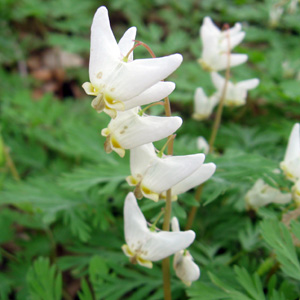 Dutchman's Breeches (Dicentra cucullaria) 兜狀荷包牡丹