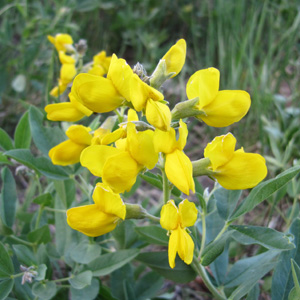 Golden pea (Thermopsis rhombifolia ) 菱葉野決明 Native Range: Western North America, Asia (原產地在北美洲的西部、亞洲) Bloom time: May to August (開花時間: 5-8月) Bloom description: Yellow (開黃花) Height: 0.6 to 1.2 m (高度: 0.6-1.2米) Common name (別名): Buck bean, Buffalo bean  Photo: East Rocky Mountain 美國落磯山脈東部