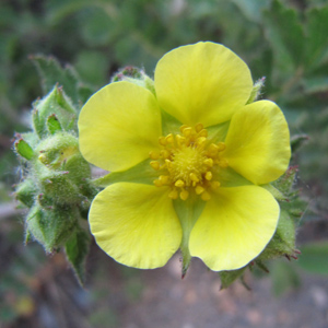 Cinquefoil (Potentilla canadensis) 金露梅from East Rocky Mountain (美國落磯山脈東部)