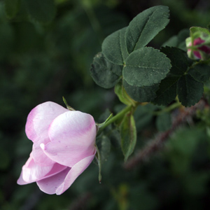 Wild rose (野生玫瑰) from East Rocky Mountain (美國落磯山脈東部)