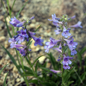 Blue mountain beardtongue (Penstemon pennellianus) 藍色高山釣鐘柳 Native Range: Mountains of Western North Americ (原產地在北美洲的西部山區) Bloom time: April to July (開花時間: 4-7月) Bloom description: Blue-purplish flowers (開藍紫色的花) Height: 0.2-0.6 m (高度: 0.2-0.6米) Photo: East Rocky Mountain-美國落磯山脈東部