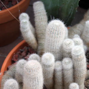 Echinopsis Cactus 刺蝟仙人掌