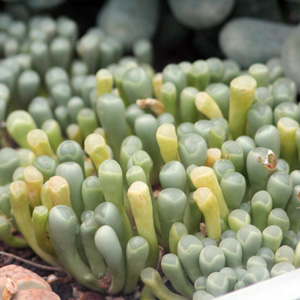 Fenestraria 棒葉花