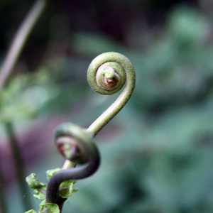 Fern 蕨類植物