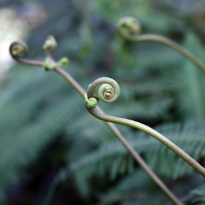 Fern 蕨類植物