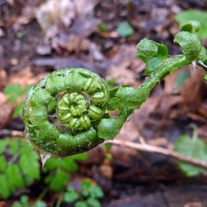 Fern 蕨類植物