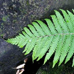 Fern 蕨類植物