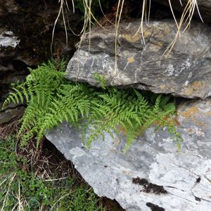 Fern 蕨類植物