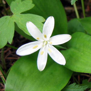 Queen cup (Clintonia uniflora) 皇后杯