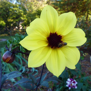 Dahlia 大理花