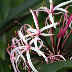 Queen Emma lily (Crinum augustum) 蘭百合 Bloom time: Spring to fall (開花時間: 春秋) Bloom description: Tepals spreading or arched backward (花瓣呈拱形外擴) Height: 0.83 to 1.25 feet (植株高度在0.83至1.25英尺) Common name (俗名): String-lily