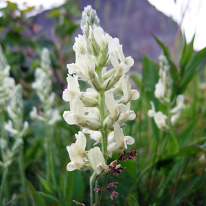 White locoweed (Oxytropis sericea) 瘋草 Native Range: Western North America (原產地在北美洲的西部) Bloom time: April to September (開花時間: 4-9月) Bloom description: White (白花)  Height: 0.3 m (高度: 0.3米) Common names (俗稱): Silky crazyweed, white point-vetch