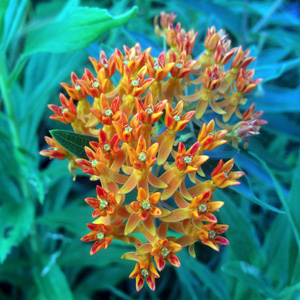 Butterfly weed (Asclepias tuberosa) 馬利筋 Native Range: Eastern and southern United States (原產地在美國東部和南部) Bloom time: June to August 開花時間: (6至8月) Bloom description: Yellow and orange 橘黃色 Sun: Full sun (全日照) Height: 1 to 2.5 feet 植株高度在1至2.5英尺