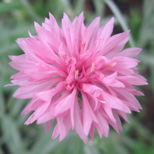 Pink Cornflower 粉色矢車菊 (USA美國）