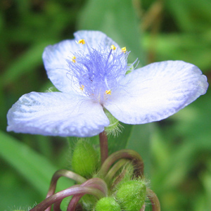 Spiderwort (Tradescantia) 紫鴨拓草 - USA美國