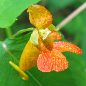Orange jewelweed (Impatiens capensis - ‎橙色水金鳳 - USA美國