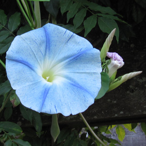 Ivy-leaf morning glory (Ipomoea hederacea) 牽牛花  Bloom time: Summer (開花時間: 夏天) Bloom description: Funnel-shaped, purple or blue (漏斗狀，紫色或藍色) Sun: Full sun (全日照) Height: 10 to 15 feet 植株高度在10至15英尺