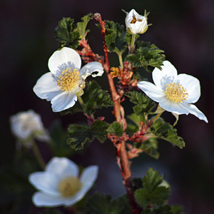 Boulder Raspberry (Rubus delicious) 大圓石覆盆子花 Native Range: United States (原產地在美國) Bloom time: Late spring (開花時間: 晚春) Bloom description: White, five petals (白色，5花瓣） Height: 0.9-1.5m (高度0.9-1.5米) Common name (俗稱): Delicious Raspberry  Photo: From East Rocky Mountain (美國落磯山脈東部)