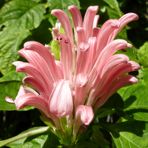 Brazilian plume flower (Justicia carnea) 珊瑚花