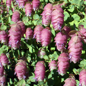 Origanum "Bellissimo" 