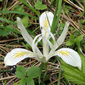 Clackamas Iris (野生鳶尾花) from mountain in Oregon