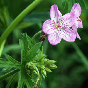 Sticky Geranium (Geranium viscosissimum) 老鹳草 Native Range: Europe (原產地在歐洲) Bloom time: May to August (開花時間: 5-8月) Bloom description: Pinkish, five petals (粉紅色，5花瓣) Height: 0.5 to 1.27 m (高度至0.5-1.27米)  Photo: From Grand Tetons National Park, USA (美國大提頓國家公園)