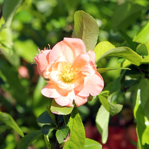 Flowering Quince 萬壽梅