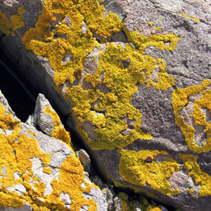 Foliose lichen growing on rock 長在石頭上的葉狀地衣，地衣是由真菌和藻類共生而形成的。