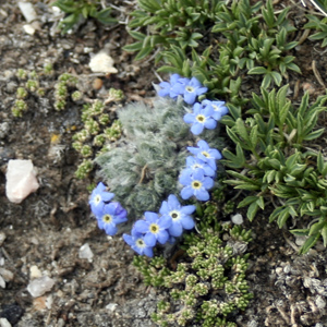 Arctic alpine forget-me-not (Eritrichium nanum) 極地高山種的‘勿忘我’花   Native Range: Western North America, Europe and Asia (原產地在北美洲的西部、歐洲和亞洲) Bloom time: June to August (開花時間: 6至8月) Bloom description: Blue, cushion-like in cluster, yellow eyes (藍色花瓣，呈枕狀，黃色的花眼) Height: 0.015 m (高度 0.015米)   Photo: Alpine Rocky Mountains (美國落磯山脈)