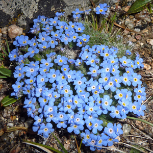 Arctic alpine forget-me-not (Eritrichium nanum) 極地高山種的‘勿忘我’花 Native Range: Western North America, Europe and Asia (原產地在北美洲的西部、歐洲和亞洲) Bloom time: June to August (開花時間: 6至8月) Bloom description: Blue, cushion-like in cluster, yellow eyes (藍色花瓣,呈枕狀,黃色的花眼) Height: 0.015 m (高度 0.015米) Photo: From Big Horn Mountains, USA (美國大角山)