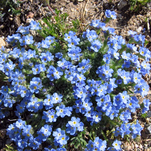 Arctic alpine forget-me-not (Eritrichium nanum) 極地高山種的‘勿忘我’花 Native Range: Western North America, Europe and Asia (原產地在北美洲的西部、歐洲和亞洲) Bloom time: June to August (開花時間: 6至8月) Bloom description: Blue, cushion-like in cluster, yellow eyes (藍色花瓣，呈枕狀，黃色的花眼) Height: 0.015 m (高度 0.015米)   Photo: From Big Horn Mountains, USA (美國大角山) 