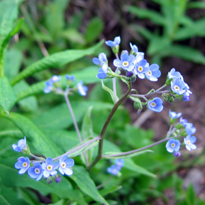 Alpine forget-me-not (Myosotis Sylvatica)  高山‘勿忘我’花   Native Range: Europe (原產地在歐洲) Bloom time: April to May (開花時間: 4至5月) Bloom description: Blue with yellow or white eyes (藍色花瓣，黃色或白色的花眼) Height: 0.15 to 0.3 m (高度0.15-0.3米)