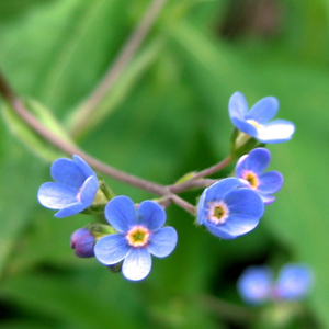 Alpine forget-me-not (Myosotis Sylvatica)  高山‘勿忘我’花   Native Range: Europe (原產地在歐洲) Bloom time: April to May (開花時間: 4至5月) Bloom description: Blue with yellow or white eyes (藍色花瓣，黃色或白色的花眼) Height: 0.15 to 0.3 m (高度0.15-0.3米)